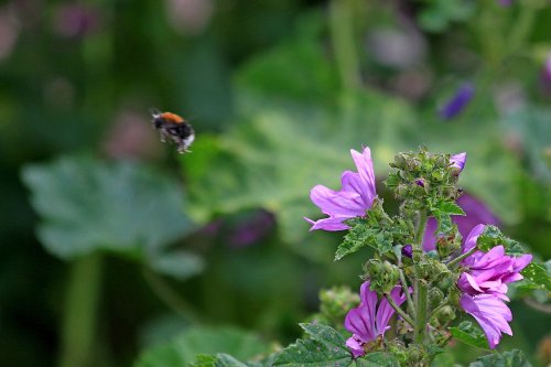 Budleigh bee