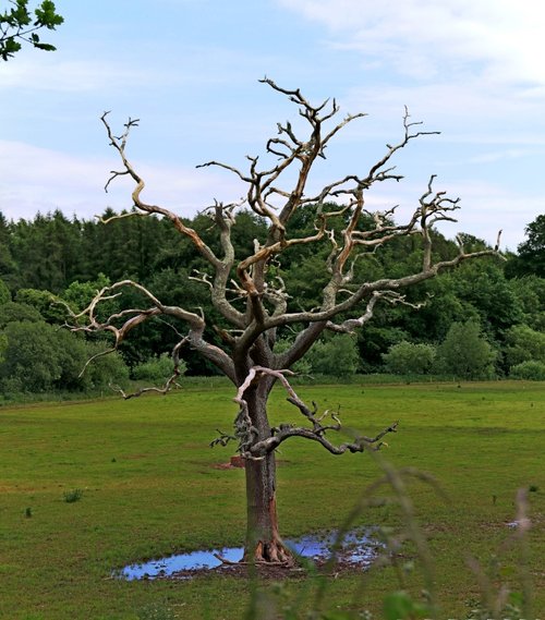 Otterton tree