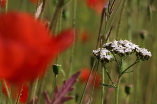 Welling poppies / flowers