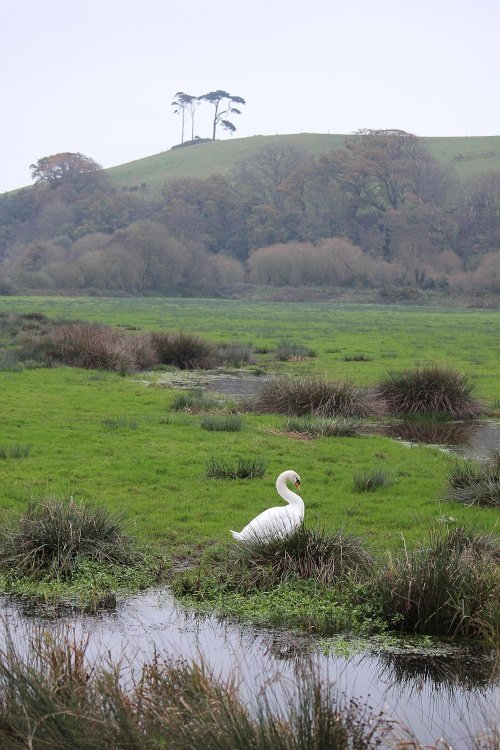 Budleigh trees and a swan