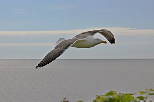 Black backed gull at Budleigh