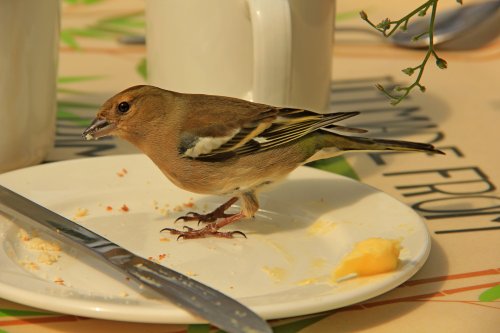 Hungry Chaffinch at The Eden Project