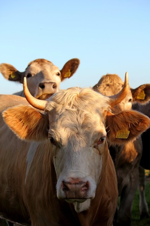 Otterton Cows