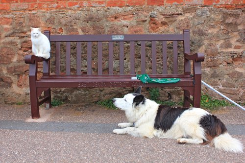 Budleigh cat and dog