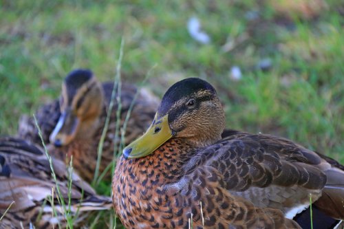 Bodiam mallard