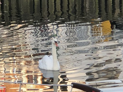 Bowness-on-Windermere.Early Riser