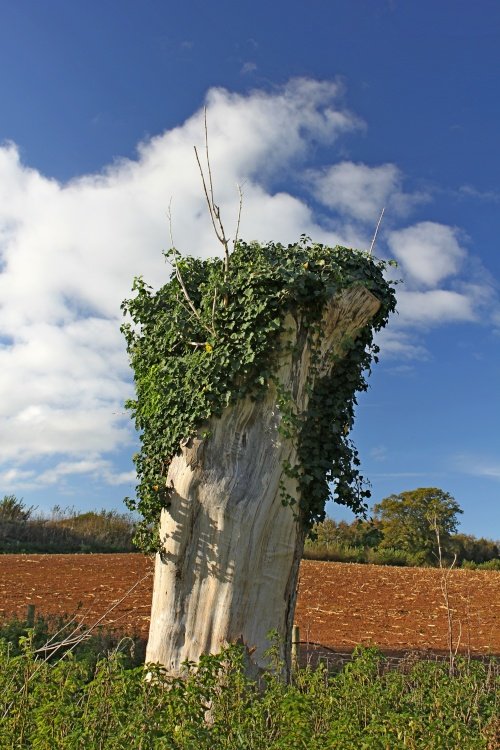 Budleigh Salterton – Bicton Park