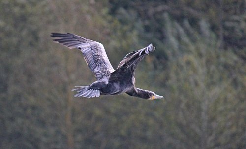 Newton Poppleford – Cormorant