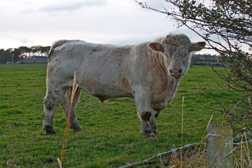 Tantobie bull