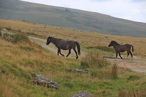 Dartmoor National Park