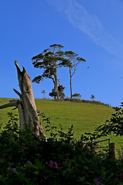 Budleigh's Pine Trees