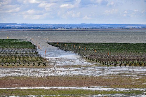 Whitstable Oyster beds