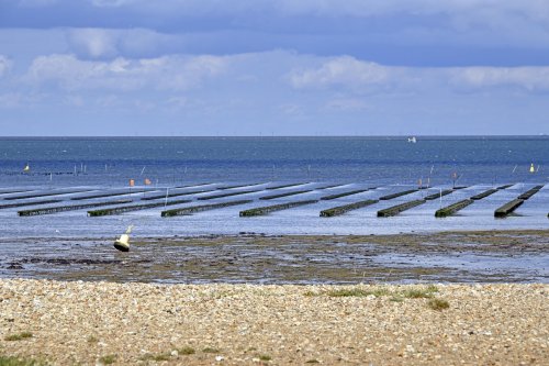 Whitstable Oyster beds