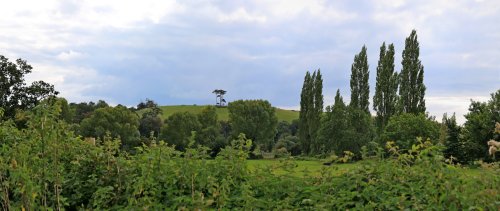 Budleigh pine trees and poplar trees