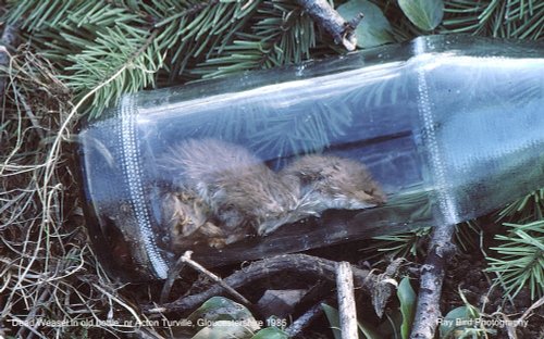 Dead Weasel in Bottle, nr Acton Turville, Gloucestershire 1986