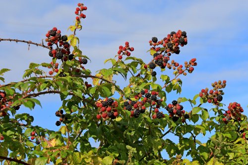 Budleigh Blackberries