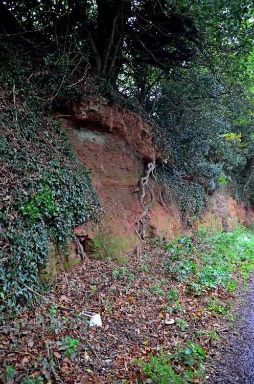 Budleigh soil erosion