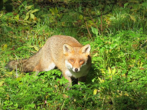 fox on the banks of the Pinn