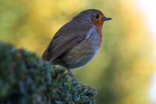 Robin at Mottisfont