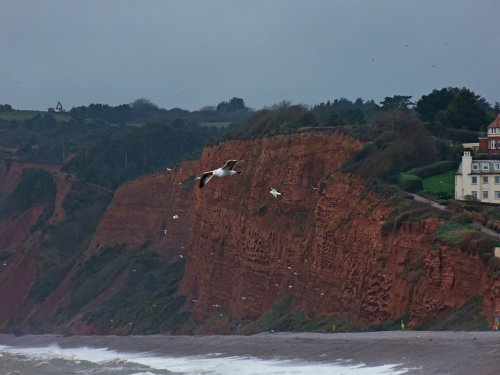 Budleigh cliffs