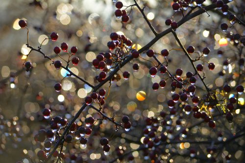 Berries with Melted Frost in Morning Sunlight, near Leek, Staffordshire