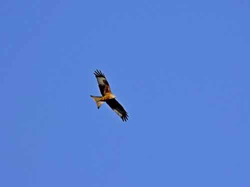 Red Kite at Rowlands Gill