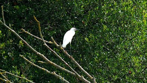 Budleigh egret