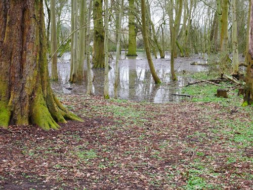 wetlands in Hinchingbrooke Country Park, Huntingdon