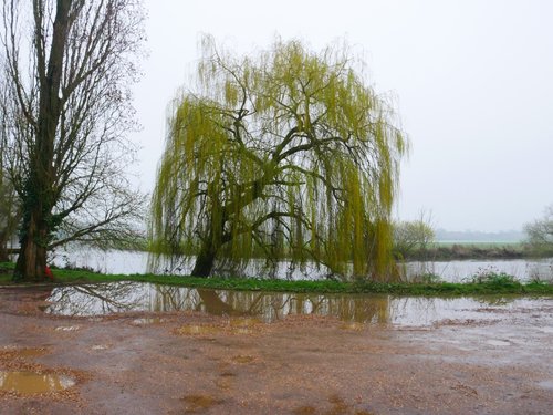 Tree on the banks of the River Ouse, Brampton