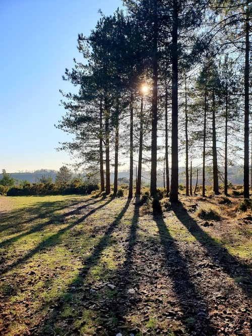 Woodbury Common trees