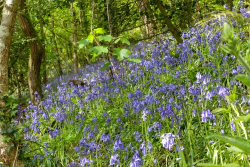 Bluebells, Wadebridge, Cornwall