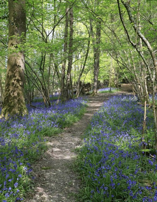Bluebells in Legg Wood, Crowborough, East Sussex