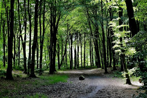 Kilsture Forest