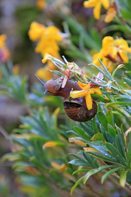 Hungry snail at Budleigh