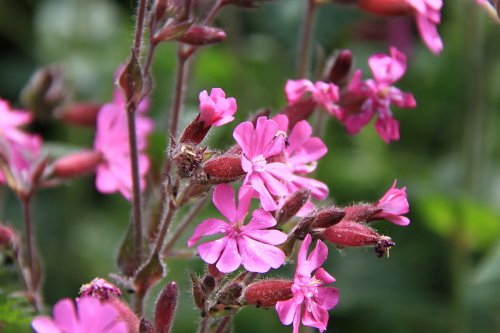Red Campion at East Budleigh