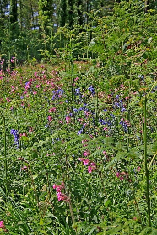 East Budleigh spring flowers