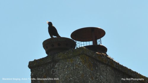 Blackbird Singing, Acton Turville, Gloucestershire 2020