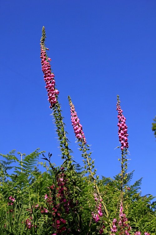 Dalditch digitalis