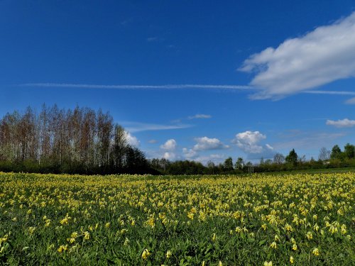 Cowslips at Dearne Valley Old Moor