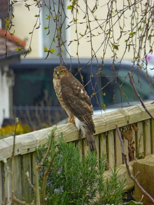 A local bird of Beckenham