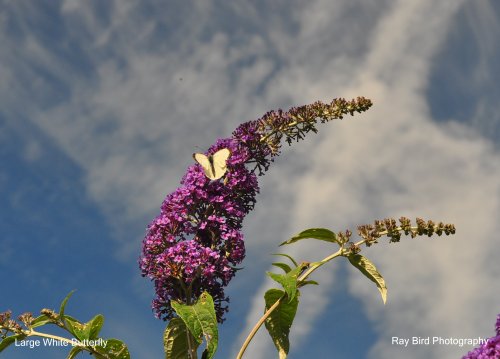 Large White Butterfly, Acton Turville, Gloucestershire 2020