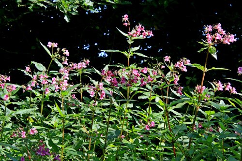 Otterton end of Park Lane