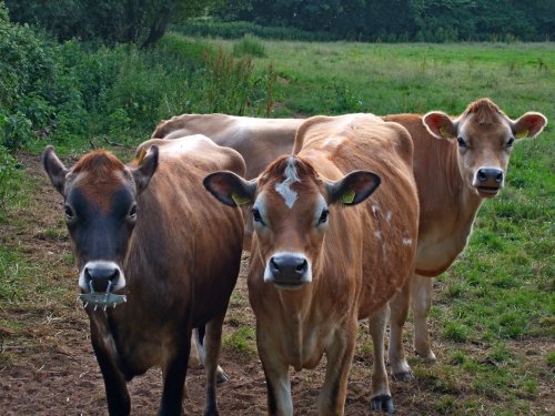 East Budleigh calves