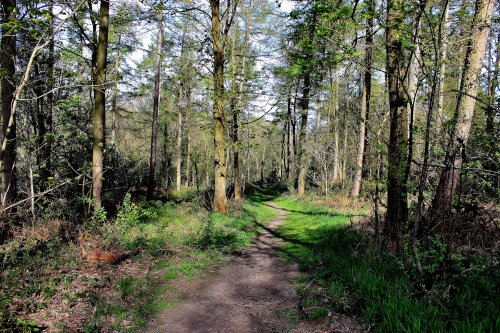 Bagger Wood near Barnsley