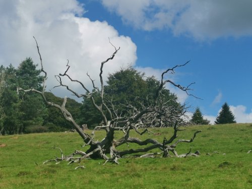 Arlington Court wilderness walk sculptural tree