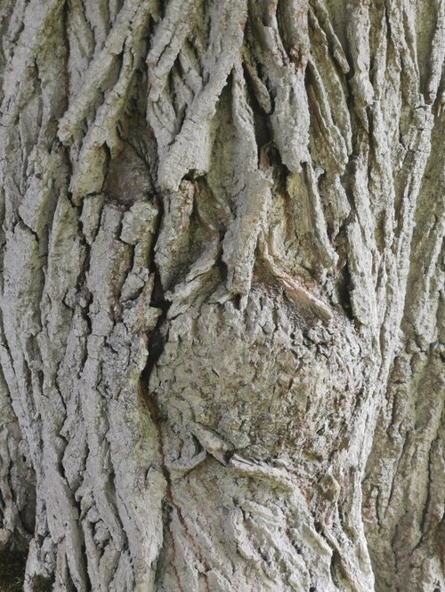 Arlington Court wilderness walk, face in the tree