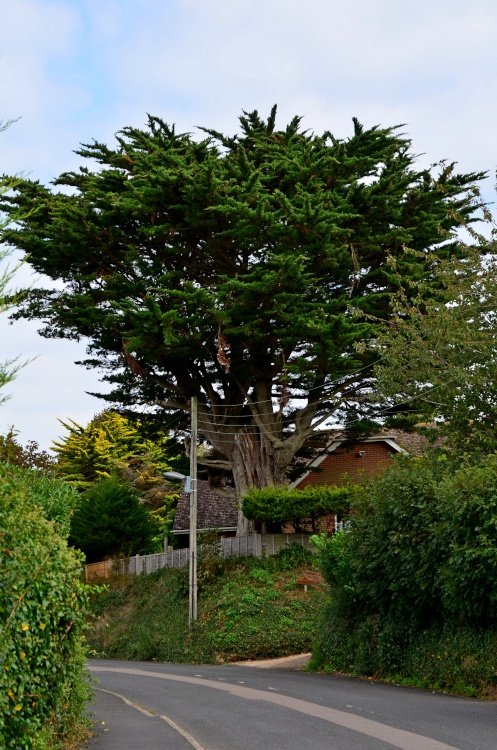 Copp Hill Road Fir tree