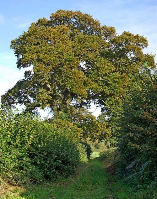 Frogmore tree
