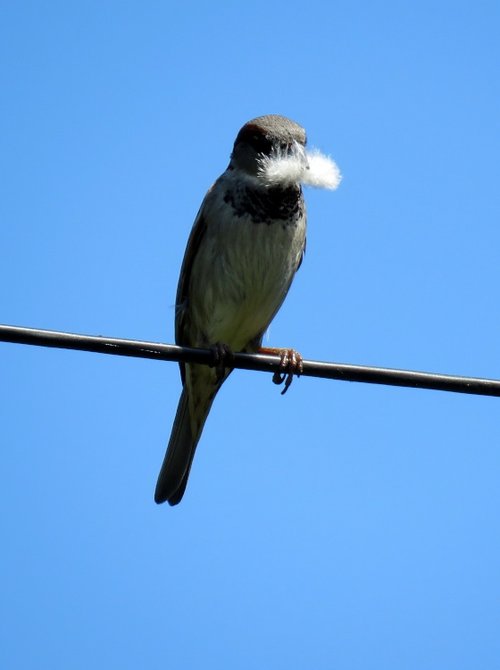 lockdown backgarden  sparow with handlebar moustache