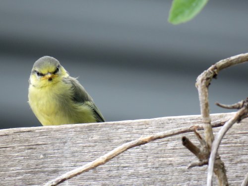 lockdown garden ..angry bird